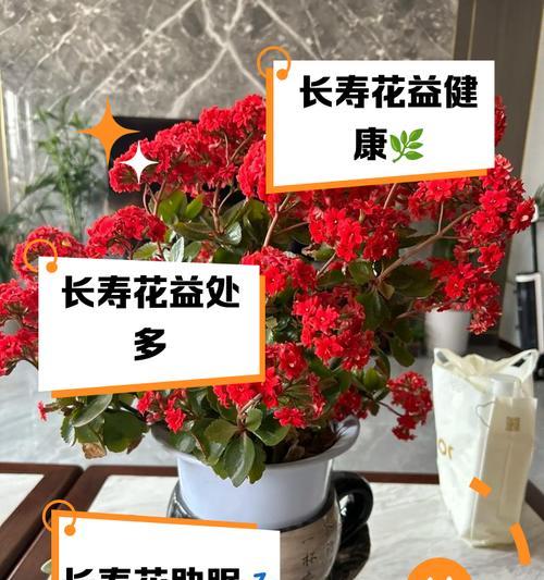 圣诞伽蓝菜和长寿花有什么寓意？它们的花语是什么？