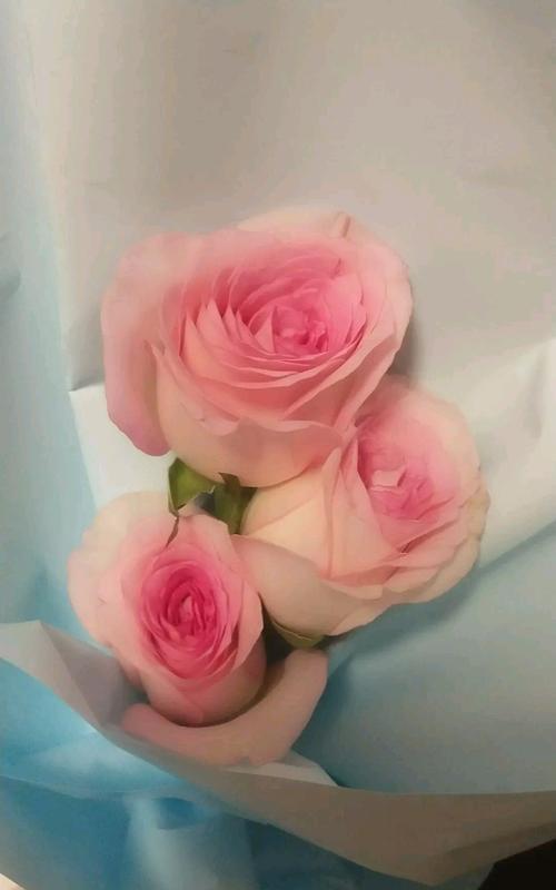 粉色玫瑰花适合送给谁？粉色玫瑰花的寓意是什么？