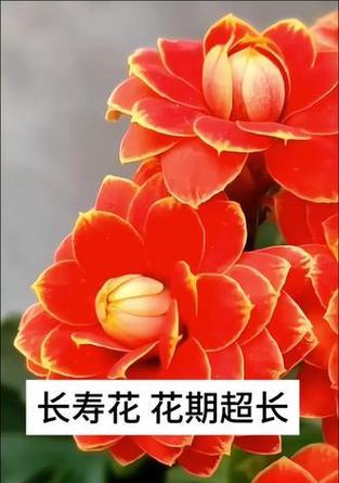 哪种花寓意着父母的健康和长寿？