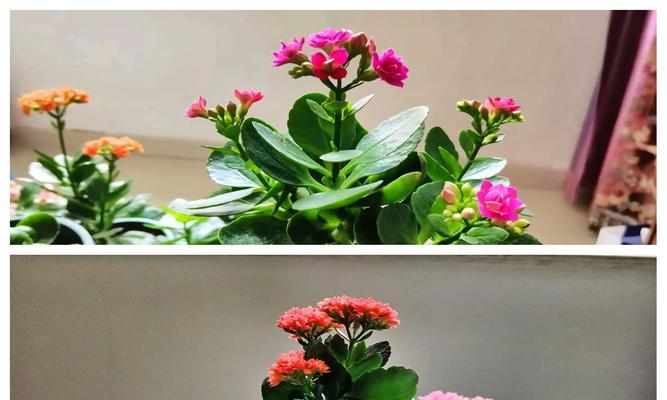 哪种花寓意着父母的健康和长寿？