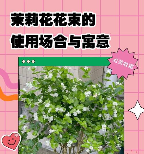 白色玫瑰与茉莉花组合的寓意是什么？它们象征什么？