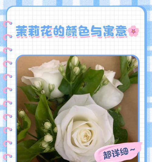 白色玫瑰与茉莉花组合的寓意是什么？它们象征什么？