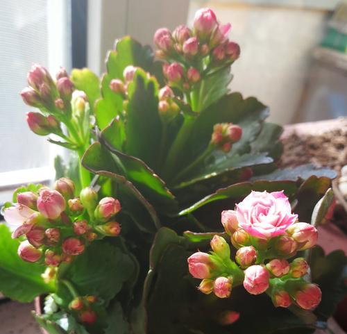 哪种花象征好运？它的花语和寓意是什么？