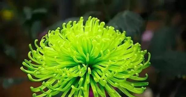 送绿色的花含义是什么呢？绿色花束在送礼时有何特殊含义？