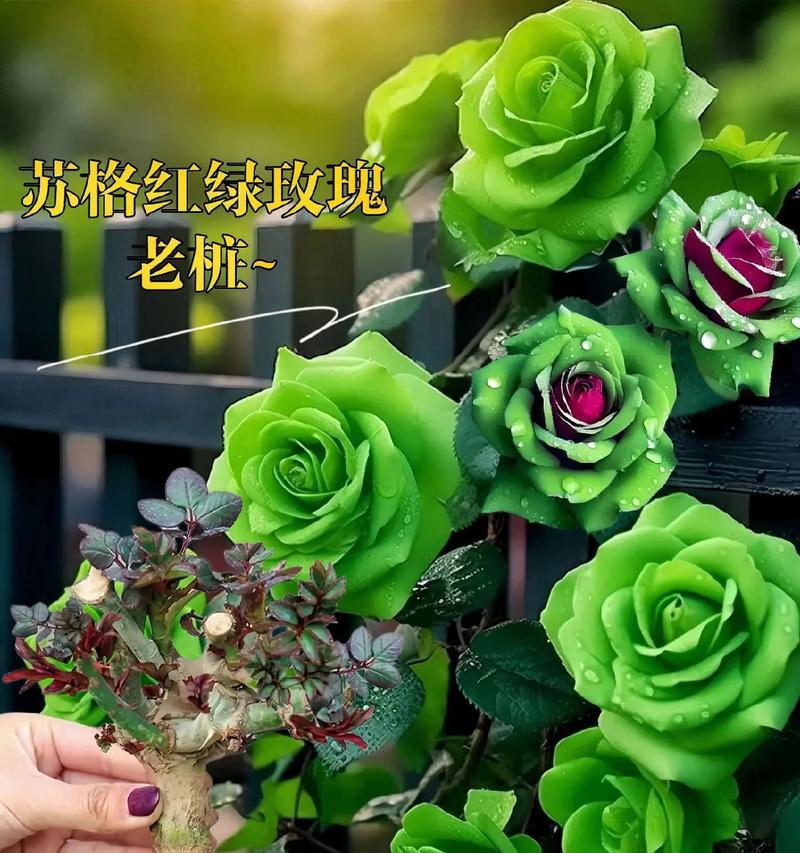 绿色玫瑰花代表什么？送人有何特殊含义？