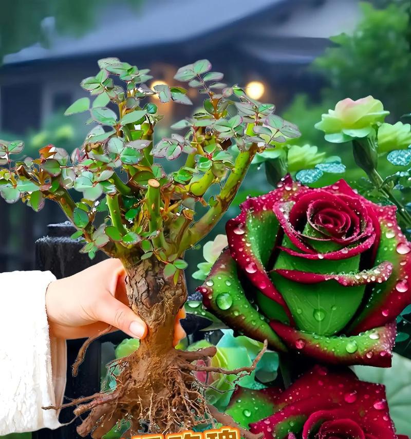 绿色玫瑰花代表什么？送人有何特殊含义？