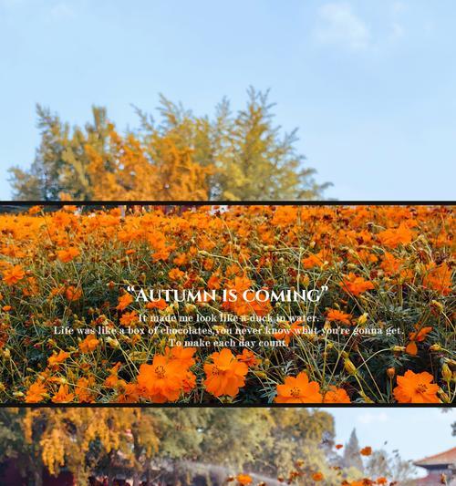 略带橙色的花有什么花语？橙色花朵的寓意是什么？