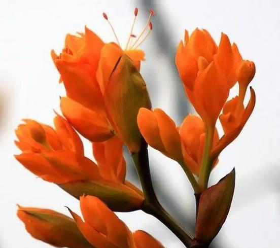 略带橙色的花有什么花语？橙色花朵的寓意是什么？