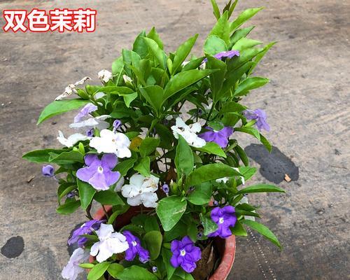 茉莉花不同颜色的寓意有哪些？各颜色茉莉花代表什么？