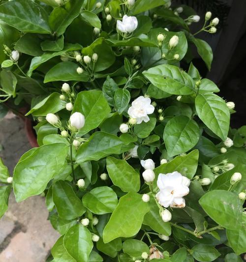 茉莉花不同颜色的寓意有哪些？各颜色茉莉花代表什么？