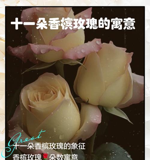 十一支粉色玫瑰花代表了什么？