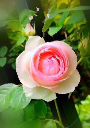 绿色月季花代表什么？它的花语和象征意义是什么？