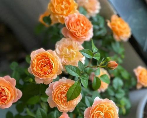绿色月季花代表什么？它的花语和象征意义是什么？
