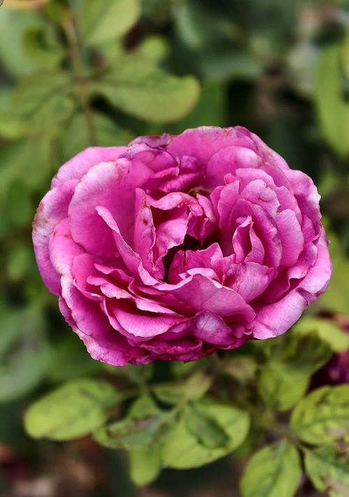 绿色月季花代表什么？它的花语和象征意义是什么？