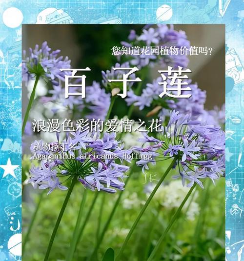 哪种花最能代表浪漫？它的花语和寓意是什么？