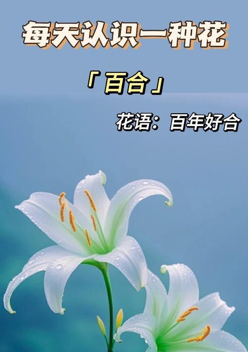 哪种花最能代表浪漫？它的花语和寓意是什么？