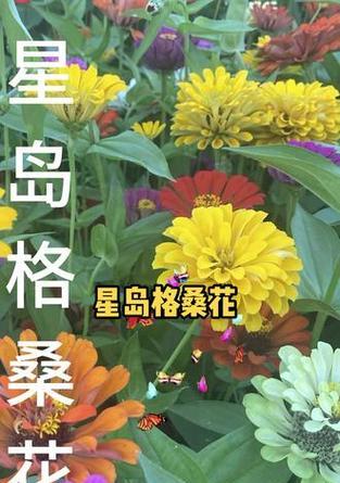 哪些花象征美好和幸福？美好与幸福的花语有哪些？