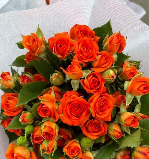 橙色芭比花袋代表什么？橙色芭比花袋的寓意是什么？