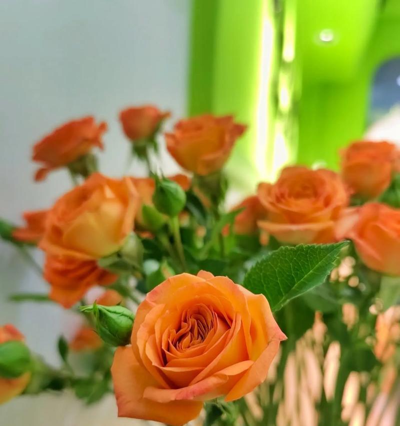 橙色芭比花袋代表什么？橙色芭比花袋的寓意是什么？