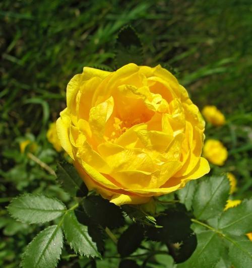 黄色蔷薇花的花语和寓意是什么？它们象征着什么？