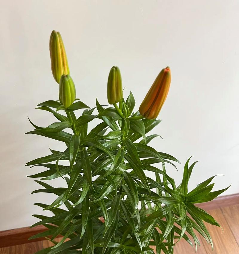 金色百合花的花语是什么？金色百合花有何寓意？