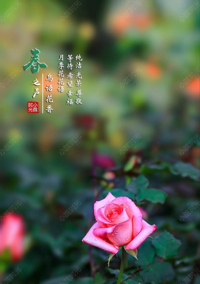 象征希望与幸福的花有哪些？这些花的花语是什么？