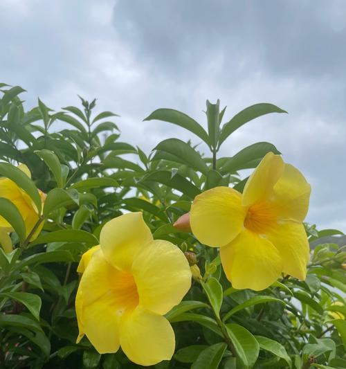 春天开的花有哪些象征爱情？