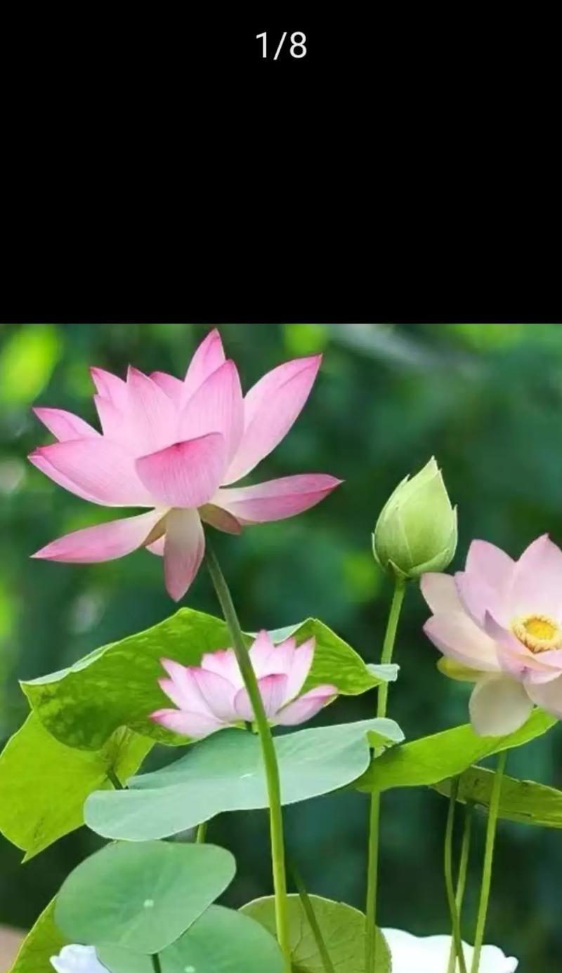 吉祥花有哪些？它们的花语和寓意是什么？