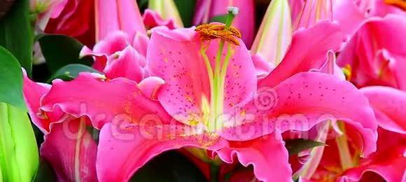 粉色百合花送几朵合适？每朵百合花的寓意是什么？
