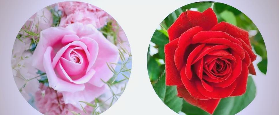 花如何表达爱情？各种花代表的爱情含义是什么？