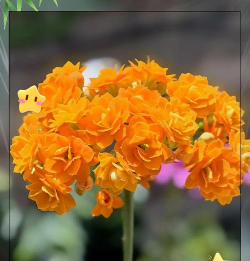 哪种花象征幸福？幸福之花的真正含义是什么？