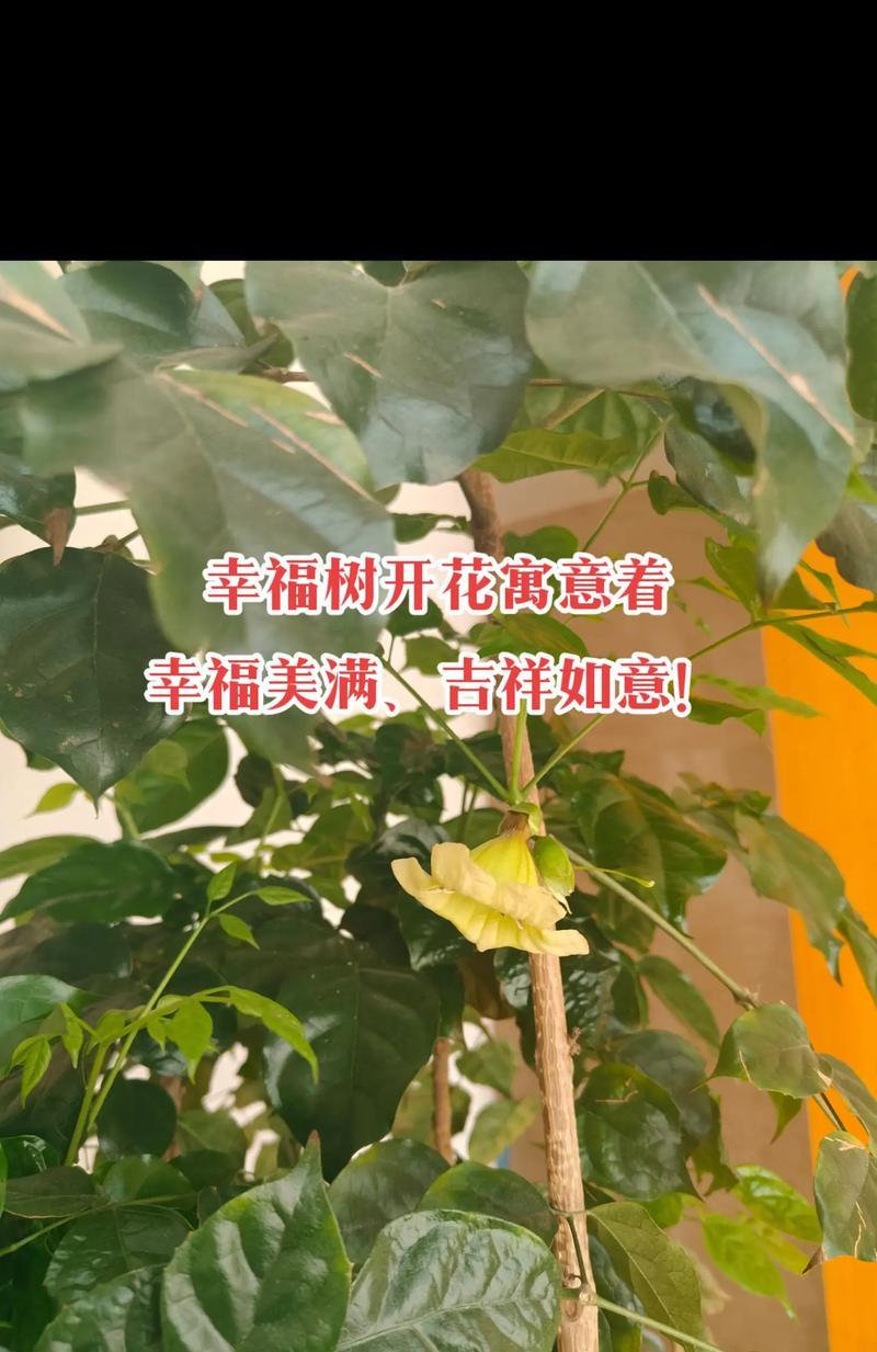 哪种花象征幸福？幸福之花的真正含义是什么？