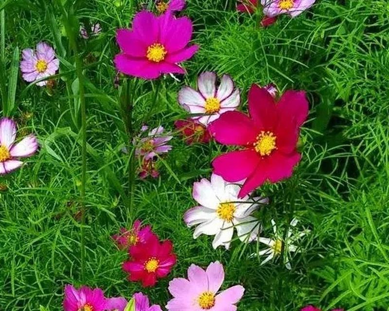 哪种花象征幸福？幸福之花的真正含义是什么？