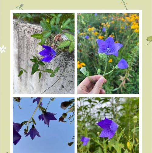 蓝色桔梗花的寓意和花语是什么？