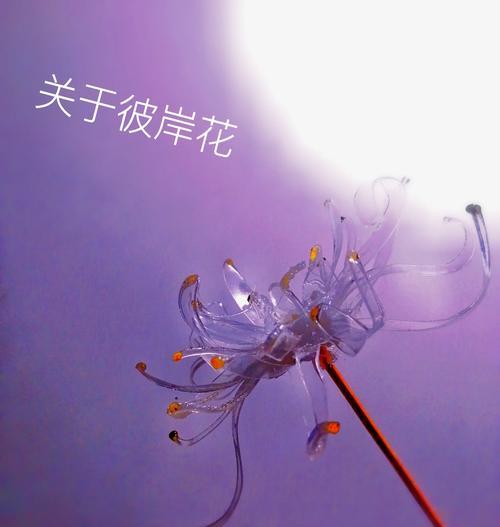 彼岸花有哪些传说和含义？