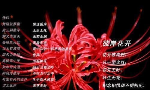 彼岸花有哪些传说和含义？
