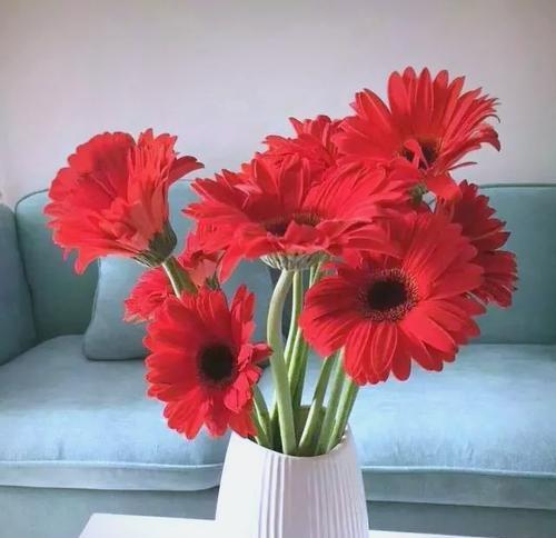 红色扶郎花的寓意是什么？适合什么场合？