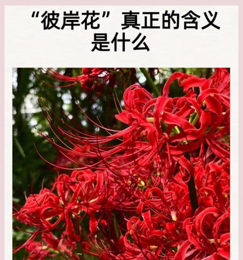 哪些花的含义代表成功？