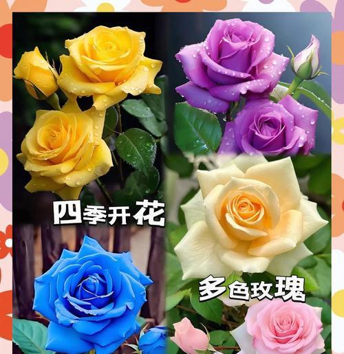 多彩幸福花有哪些寓意？如何挑选寓意丰富的花卉？