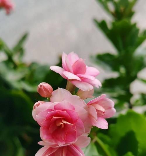 哪种花象征长寿和美丽？它们的花语是什么？