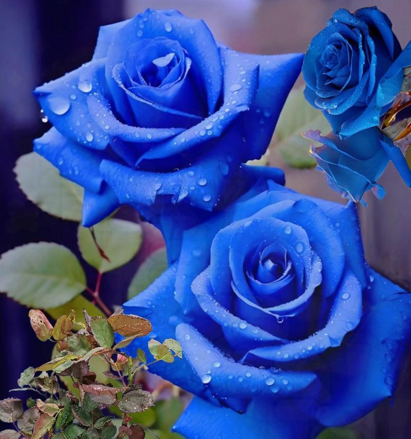 蓝色花有哪些？它们各自有什么特别的含义和花语？