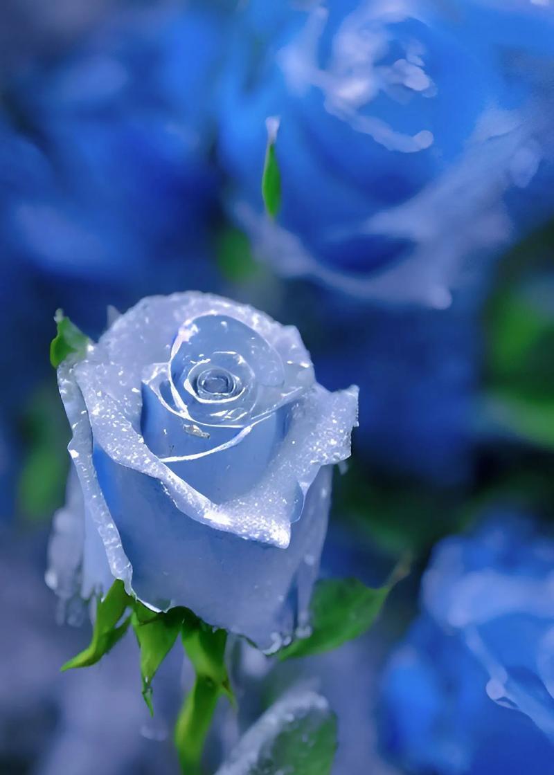 蓝色花有哪些？它们各自有什么特别的含义和花语？