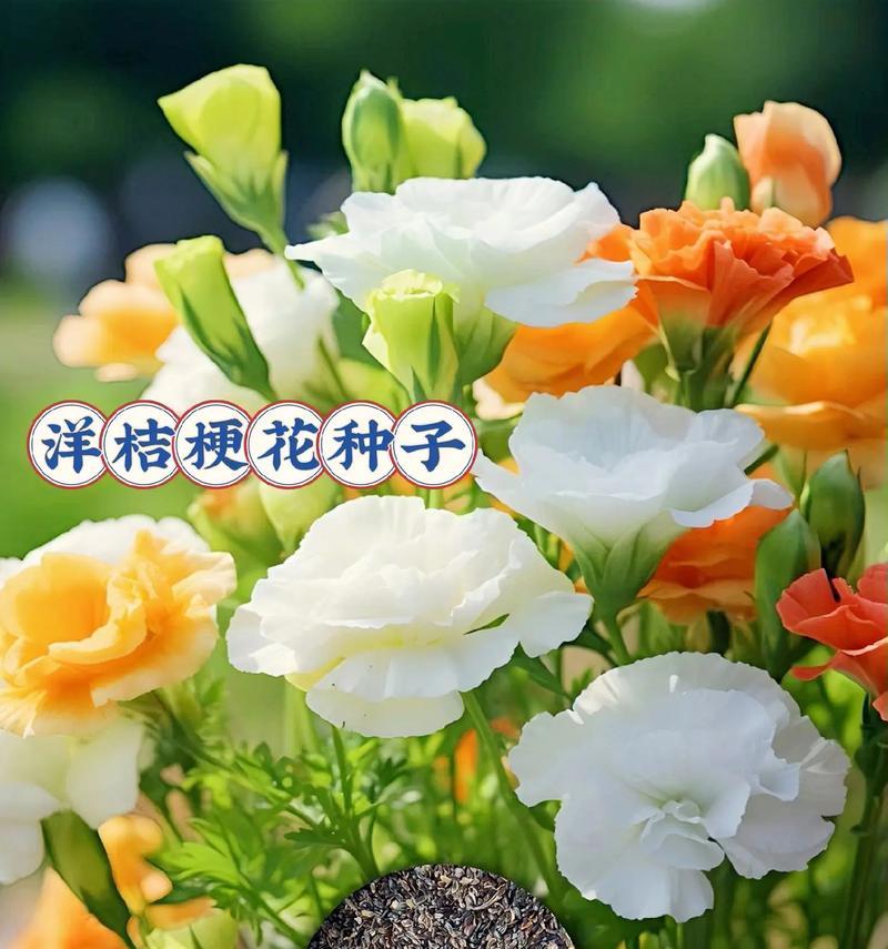 祥和艾温通常用哪种花来象征？它的花语是什么？