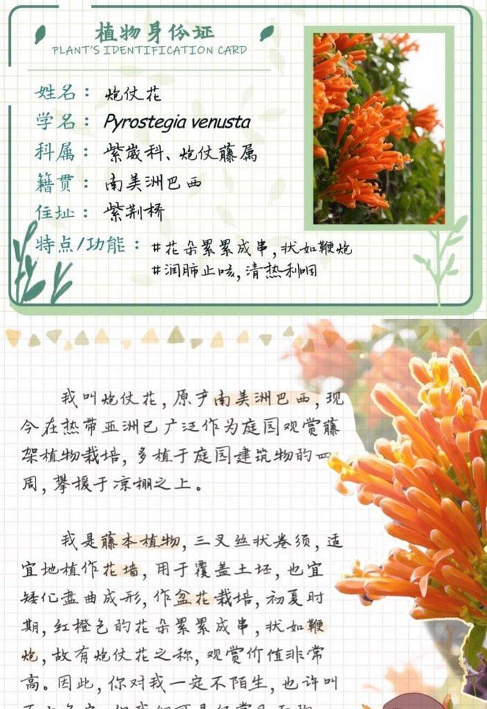 祥和艾温通常用哪种花来象征？它的花语是什么？