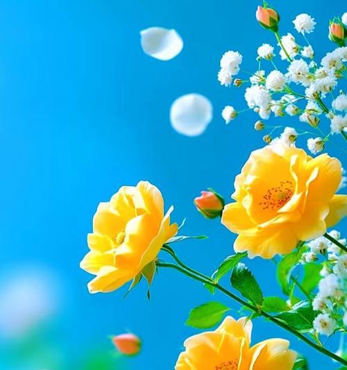 三朵黄玫瑰代表什么？黄色玫瑰花语有哪些？