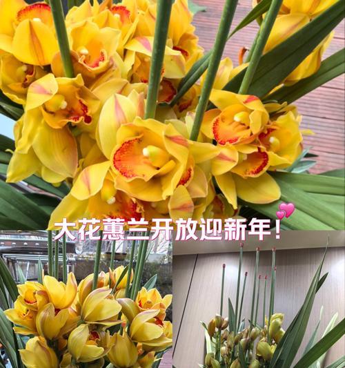 蕙兰白色花的花语是什么？白色蕙兰象征着什么？