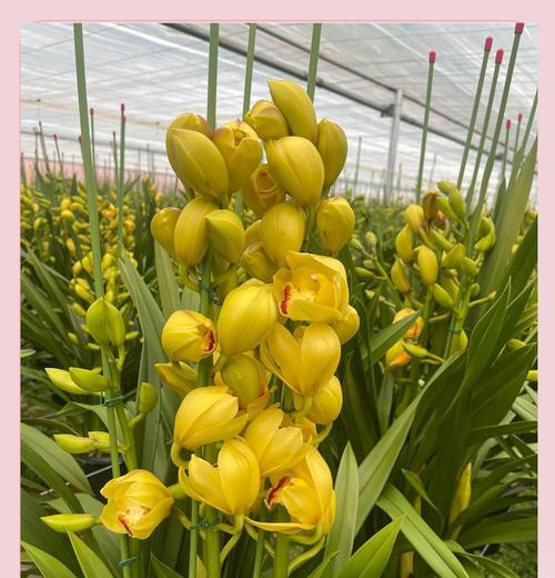 蕙兰白色花的花语是什么？白色蕙兰象征着什么？