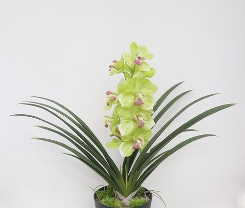 蕙兰白色花的花语是什么？白色蕙兰象征着什么？