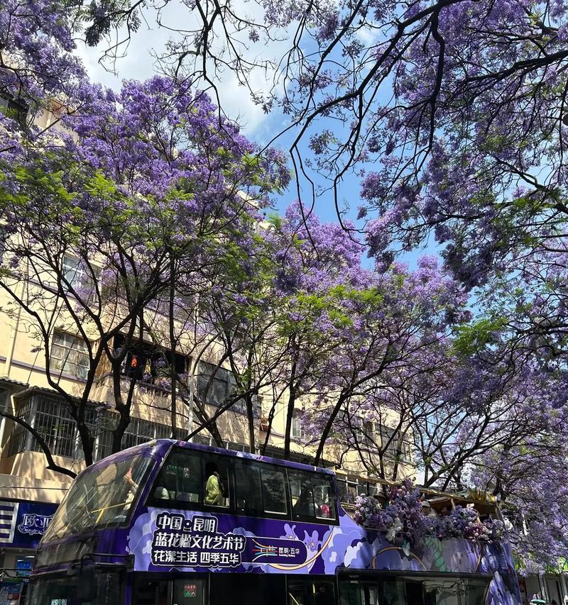 浪漫蓝花楹的花语和寓意是什么？