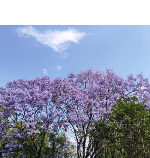 浪漫蓝花楹的花语和寓意是什么？